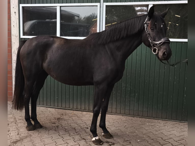 Koń hanowerski Klacz 4 lat 161 cm Kara in Wietmarschen