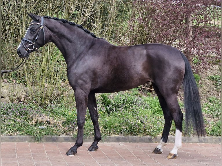 Koń hanowerski Klacz 4 lat 161 cm Kara in Ostercappeln