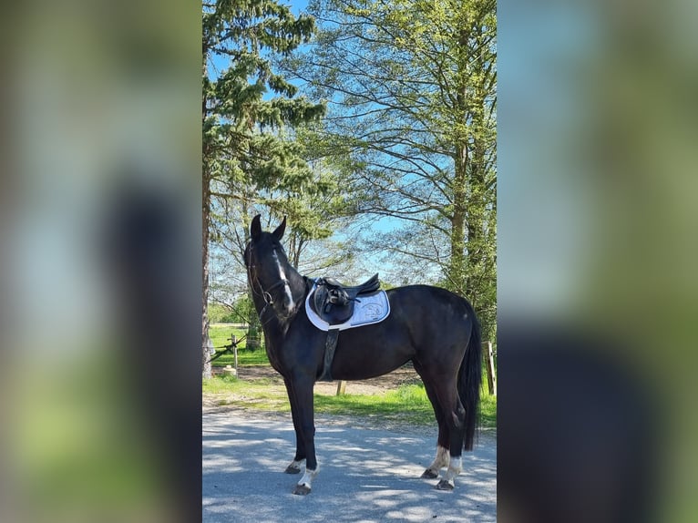 Koń hanowerski Klacz 4 lat 161 cm Kara in Rietberg-Varensell