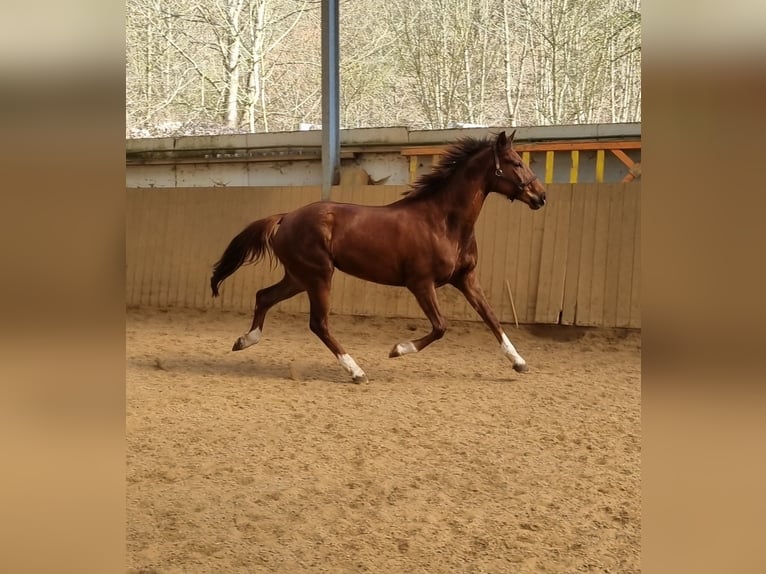 Koń hanowerski Klacz 4 lat 162 cm Ciemnokasztanowata in Herborn