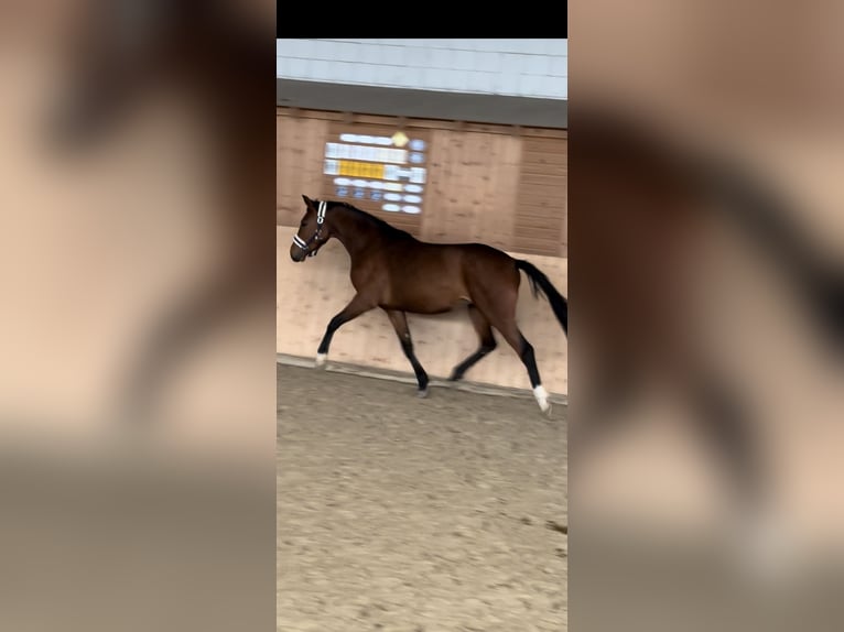Koń hanowerski Klacz 4 lat 162 cm Gniada in Hannoversch MündeN