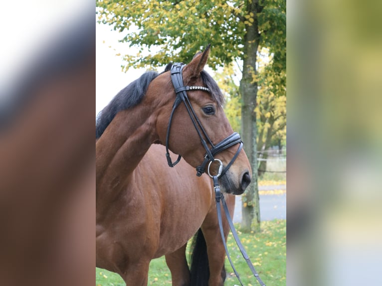 Koń hanowerski Klacz 4 lat 162 cm Gniada in Springe