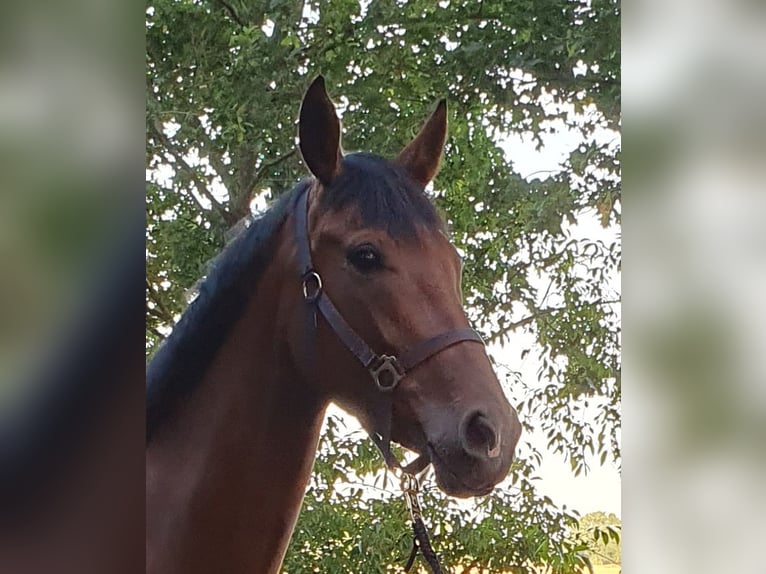 Koń hanowerski Klacz 4 lat 162 cm Gniada in Wietmarschen