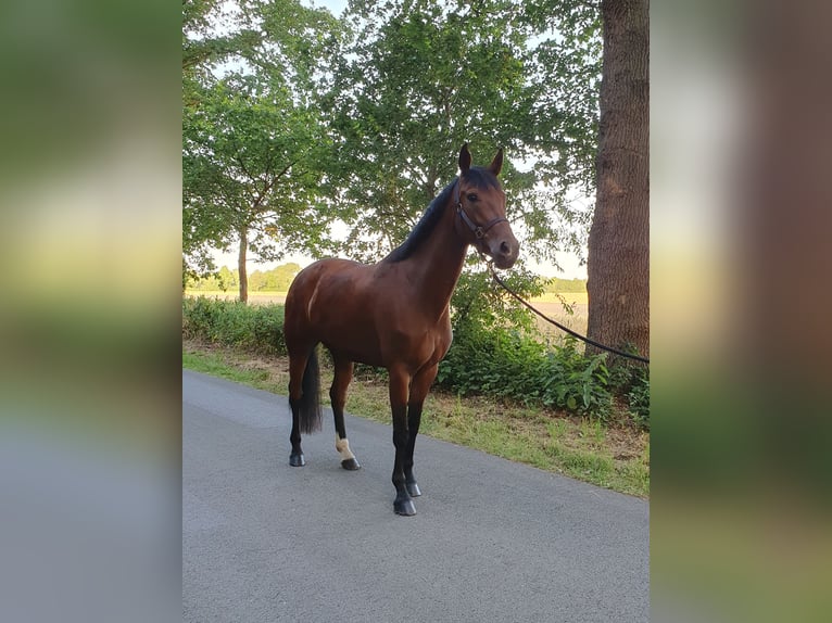 Koń hanowerski Klacz 4 lat 162 cm Gniada in Wietmarschen