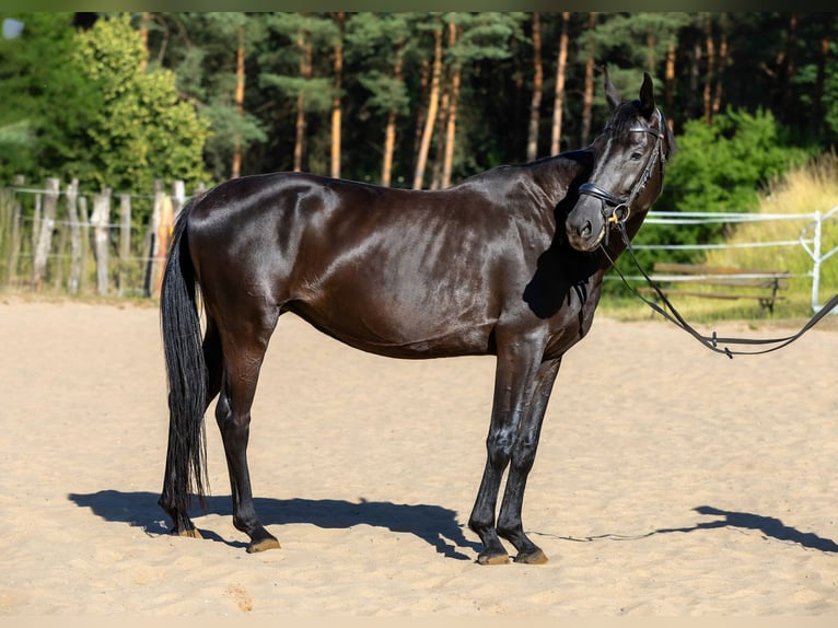 Koń hanowerski Klacz 4 lat 162 cm Kara in Krak&#xF3;w