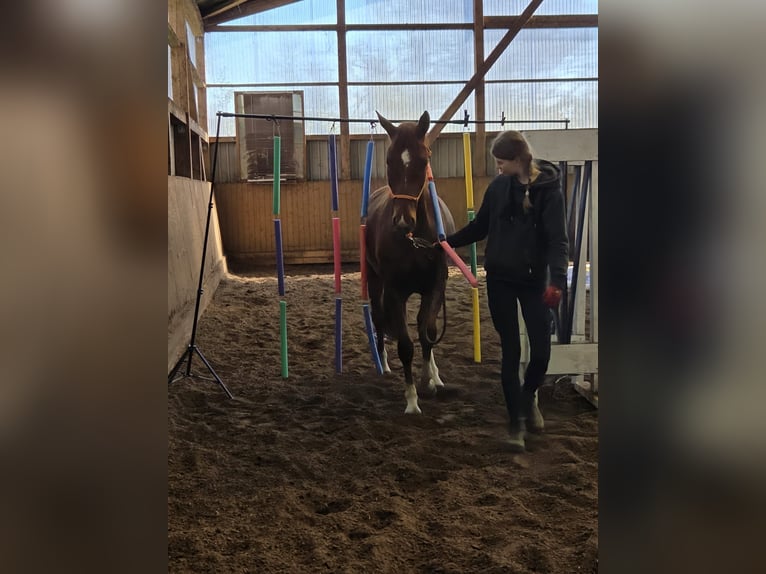 Koń hanowerski Klacz 4 lat 162 cm Kasztanowata in Fredenbeck