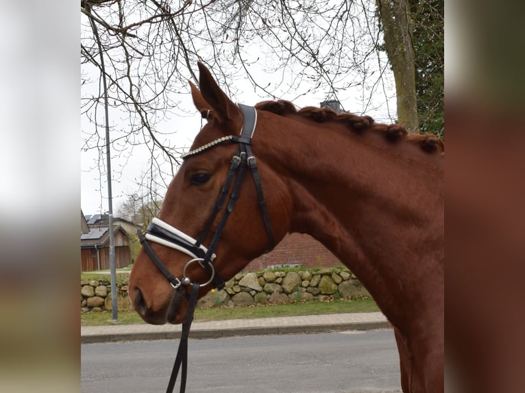 Koń hanowerski Klacz 4 lat 162 cm Kasztanowata in Fredenbeck