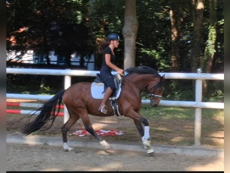 Koń hanowerski Klacz 4 lat 163 cm Ciemnogniada in Hamm