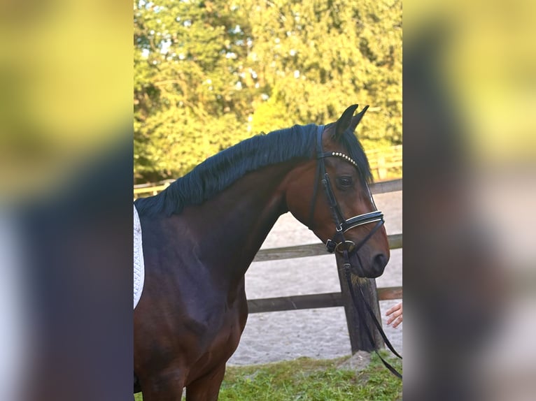 Koń hanowerski Klacz 4 lat 163 cm Ciemnogniada in Kirchlinteln