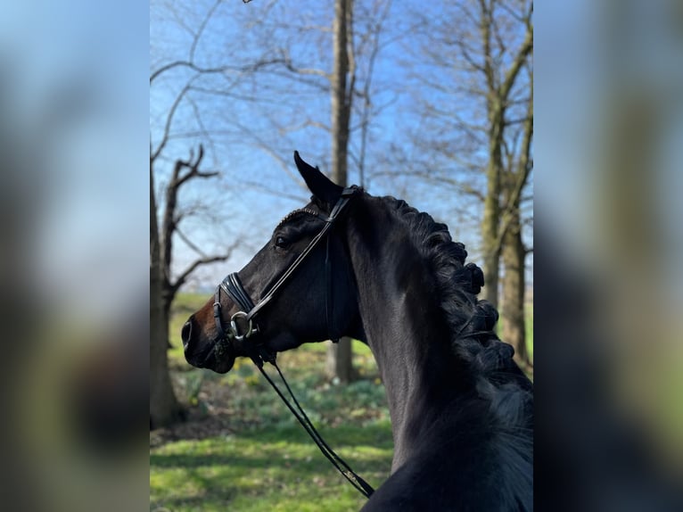 Koń hanowerski Klacz 4 lat 163 cm Ciemnogniada in Neuenkirchen-Vörden