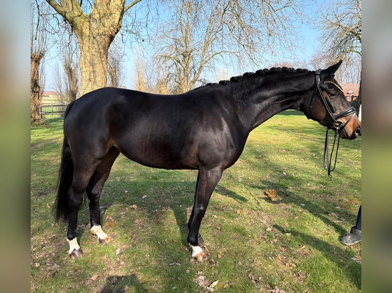 Koń hanowerski Klacz 4 lat 163 cm Ciemnogniada in Neuenkirchen-Vörden