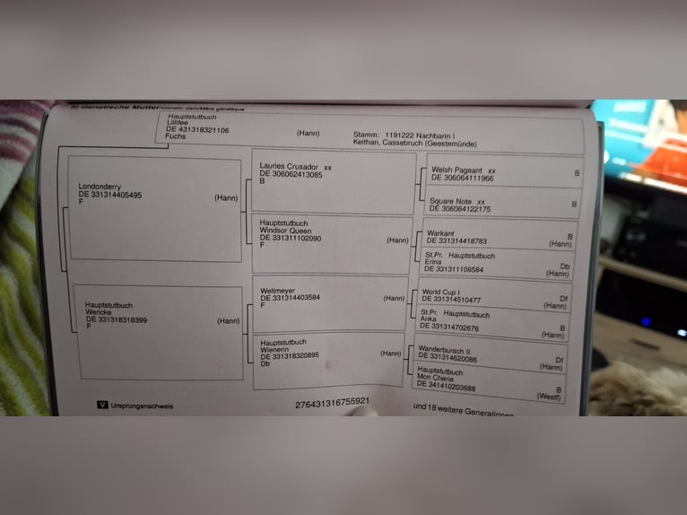 Koń hanowerski Klacz 4 lat 163 cm Ciemnogniada in Neuenhaus