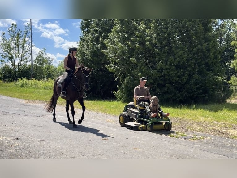 Koń hanowerski Klacz 4 lat 163 cm Ciemnogniada in Windhagen