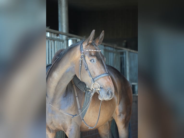 Koń hanowerski Klacz 4 lat 163 cm Ciemnogniada in Br&#xF6;then