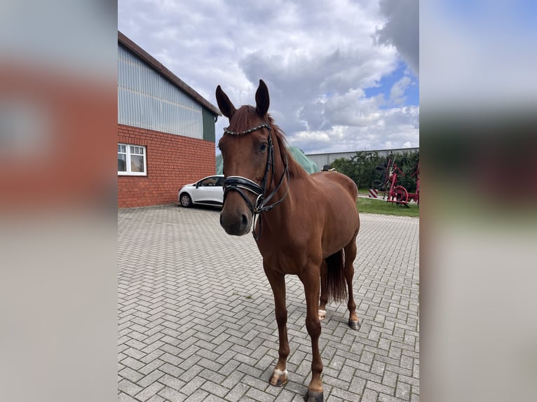 Koń hanowerski Klacz 4 lat 163 cm Ciemnokasztanowata in Bliedersdorf
