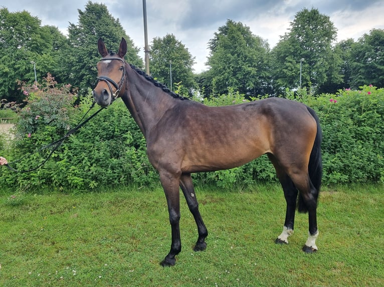 Koń hanowerski Klacz 4 lat 163 cm Gniada in Sulingen
