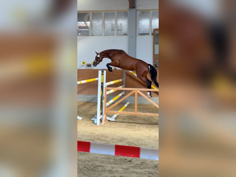 Koń hanowerski Klacz 4 lat 163 cm Gniada in Hannoversch MündeN