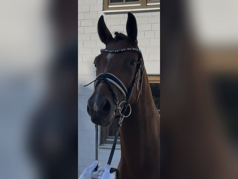 Koń hanowerski Klacz 4 lat 163 cm Gniada in Hannoversch MündeN