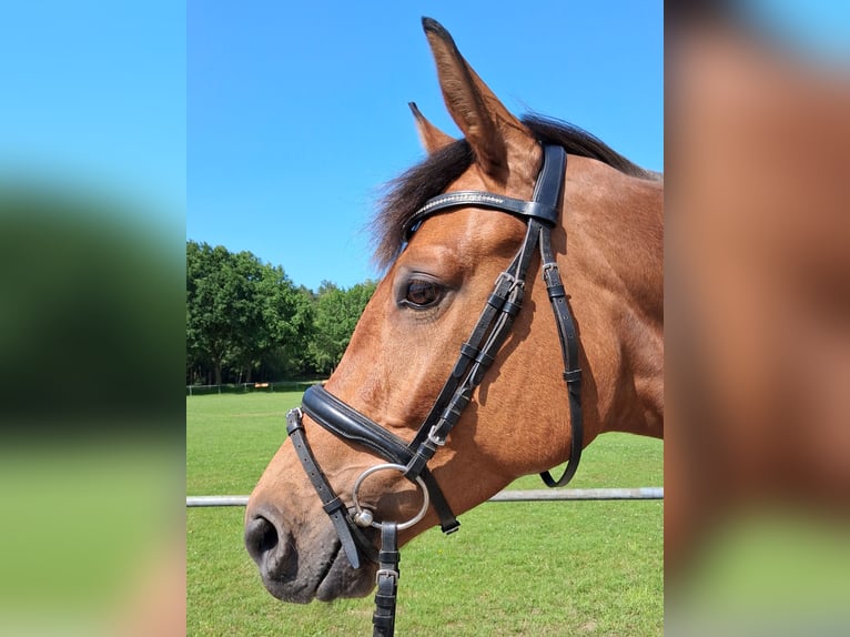 Koń hanowerski Klacz 4 lat 163 cm Gniada in Nordhorn