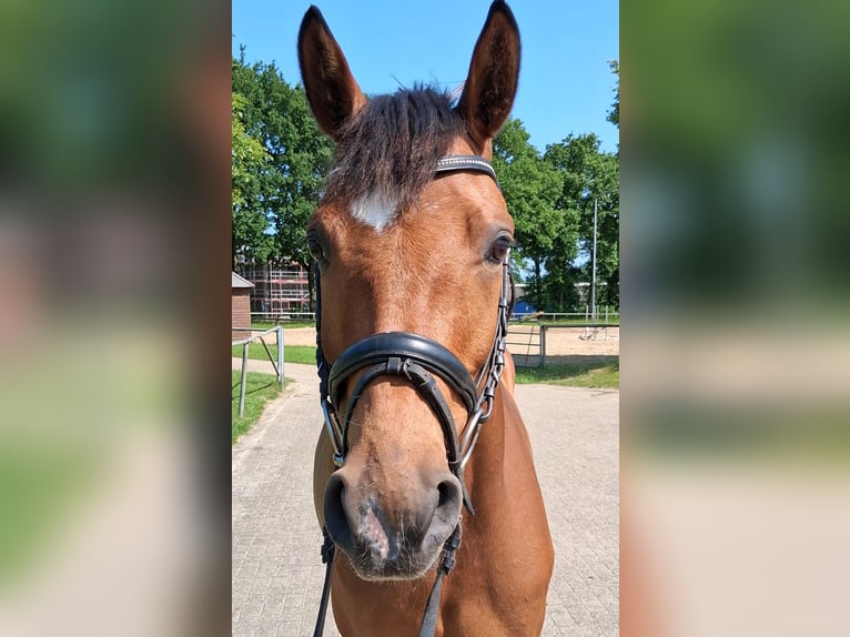 Koń hanowerski Klacz 4 lat 163 cm Gniada in Nordhorn