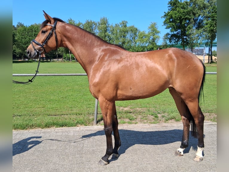 Koń hanowerski Klacz 4 lat 163 cm Gniada in Nordhorn