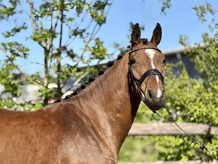 Koń hanowerski Klacz 4 lat 163 cm Gniada in Grevenbroich