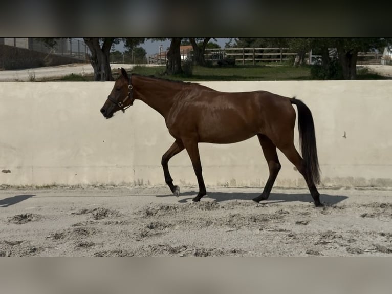 Koń hanowerski Klacz 4 lat 163 cm Jasnogniada in Pinhal novo