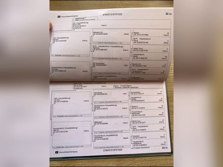 Koń hanowerski Klacz 4 lat 163 cm Kasztanowata in Olfen