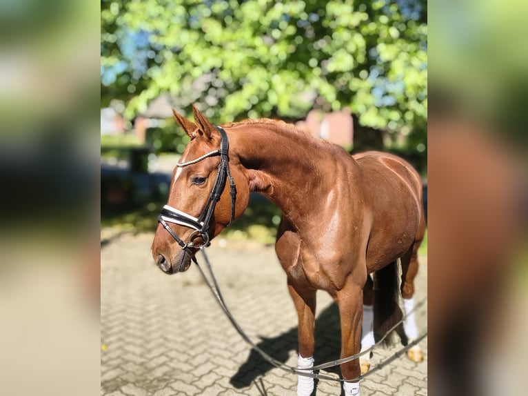 Koń hanowerski Klacz 4 lat 163 cm Kasztanowata in Fredenbeck