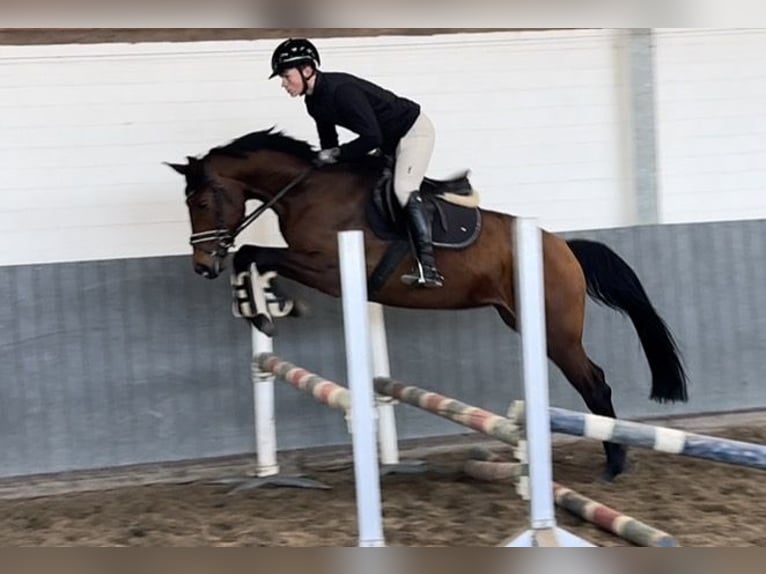 Koń hanowerski Klacz 4 lat 164 cm Gniada in Tiddische