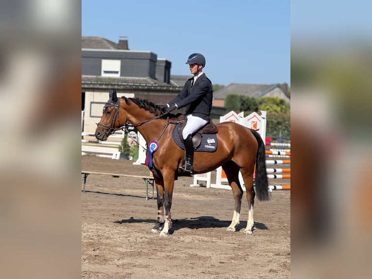 Koń hanowerski Klacz 4 lat 164 cm Gniada in Pulheim