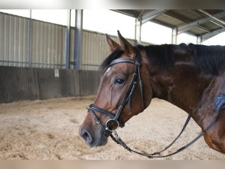 Koń hanowerski Klacz 4 lat 164 cm Gniada in Löhnberg