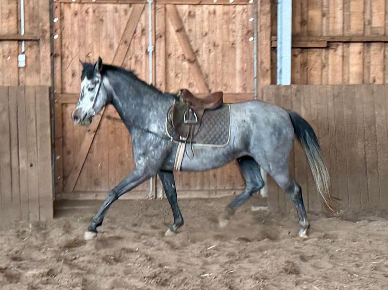 Koń hanowerski Klacz 4 lat 164 cm Karosiwa in Wust Briest