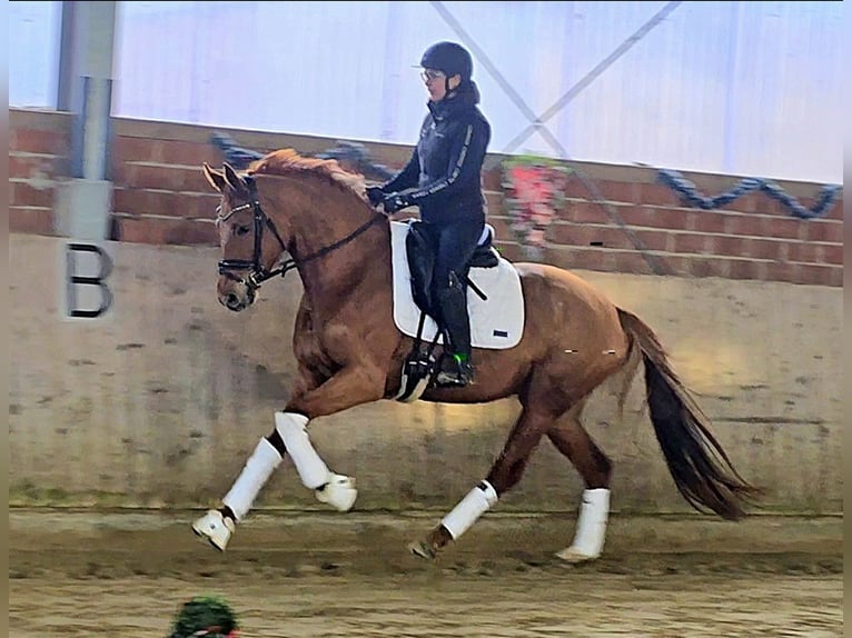 Koń hanowerski Klacz 4 lat 164 cm Kasztanowata in Warendorf