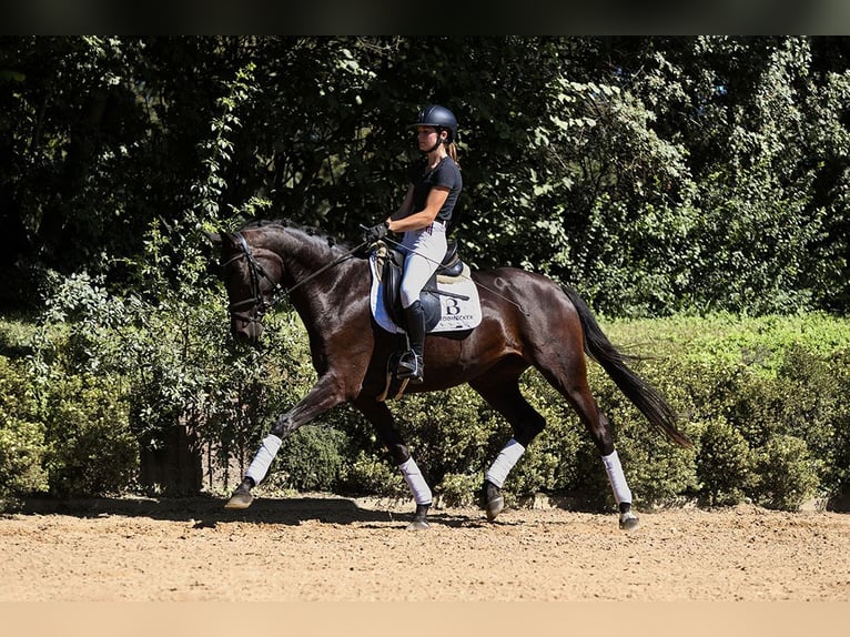 Koń hanowerski Klacz 4 lat 164 cm Skarogniada in Riedstadt