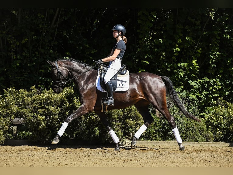 Koń hanowerski Klacz 4 lat 164 cm Skarogniada in Riedstadt