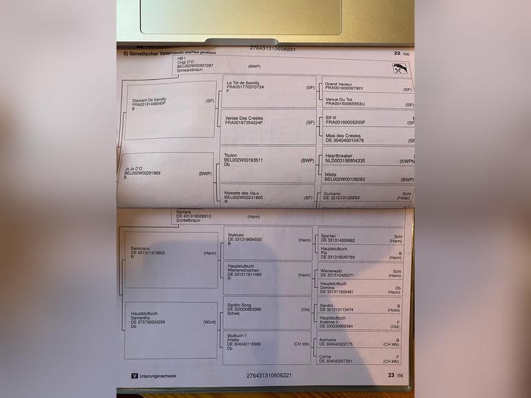 Koń hanowerski Klacz 4 lat 165 cm Ciemnogniada in Igis