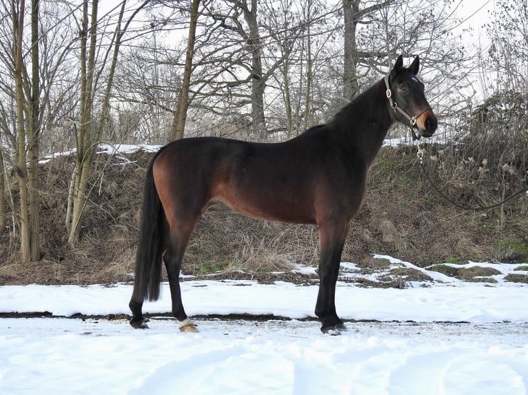 Koń hanowerski Klacz 4 lat 165 cm Ciemnogniada in Verl