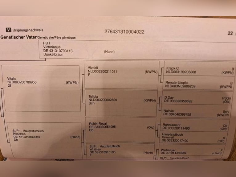 Koń hanowerski Klacz 4 lat 165 cm Ciemnogniada in Pliening