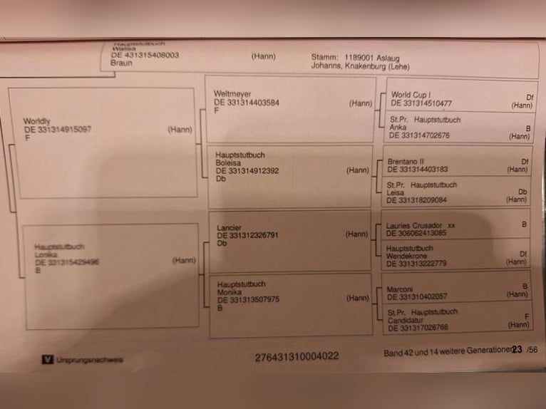 Koń hanowerski Klacz 4 lat 165 cm Ciemnogniada in Pliening