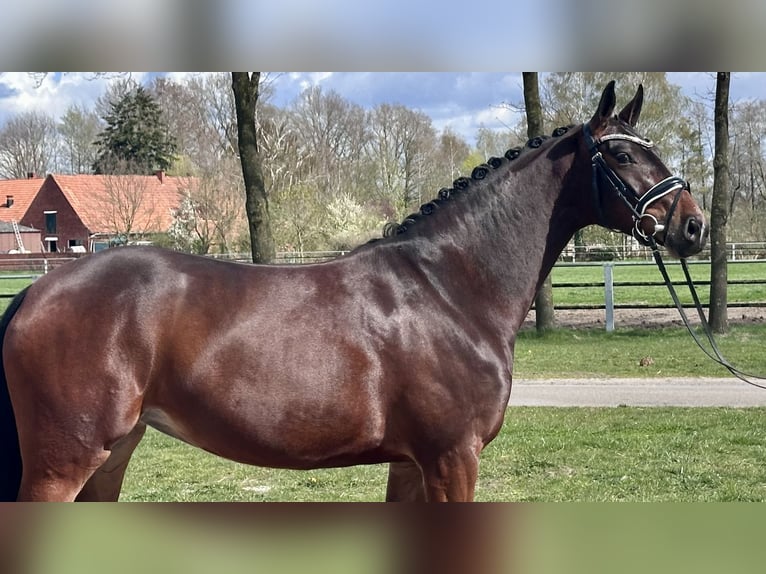 Koń hanowerski Klacz 4 lat 165 cm Ciemnogniada in Wettrup