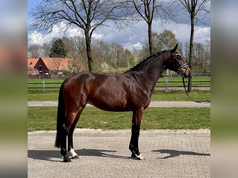 Koń hanowerski Klacz 4 lat 165 cm Ciemnogniada in Wettrup