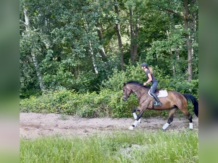 Koń hanowerski Klacz 4 lat 165 cm Ciemnogniada in Hittbergen