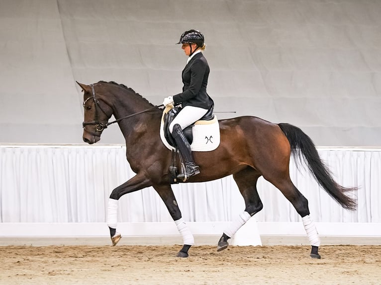 Koń hanowerski Klacz 4 lat 165 cm Ciemnogniada in Verden