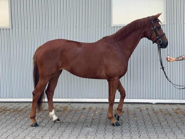 Koń hanowerski Klacz 4 lat 165 cm Ciemnokasztanowata in Güglingen