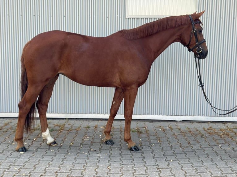 Koń hanowerski Klacz 4 lat 165 cm Ciemnokasztanowata in Güglingen