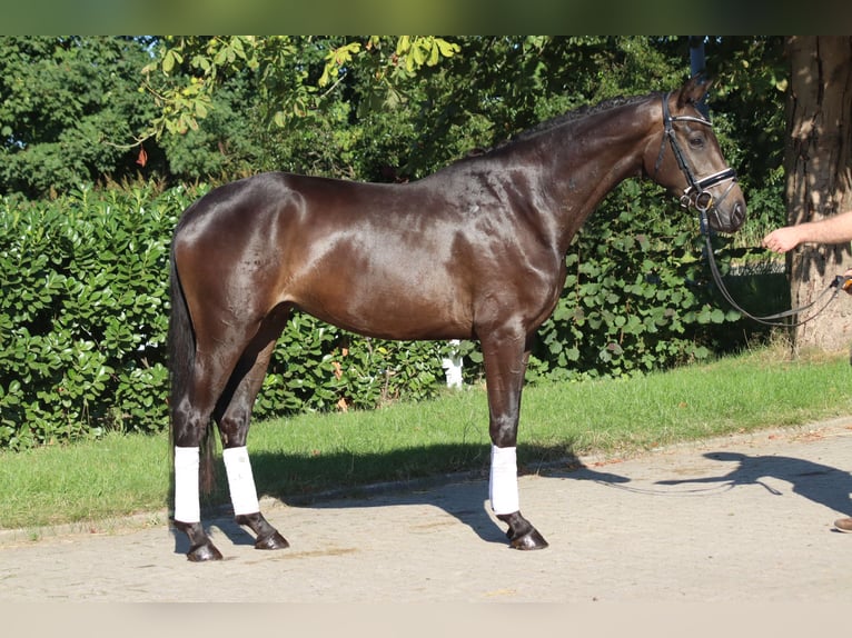 Koń hanowerski Klacz 4 lat 165 cm Gniada in Selsingen