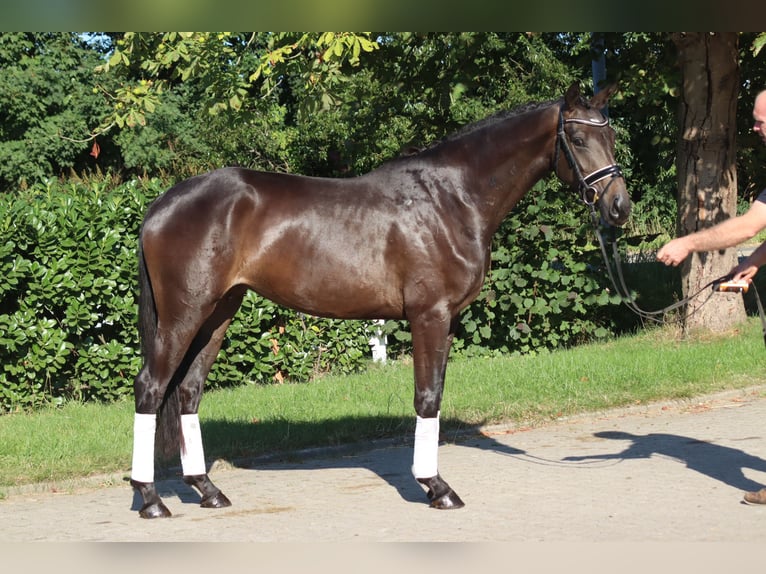 Koń hanowerski Klacz 4 lat 165 cm Gniada in Selsingen