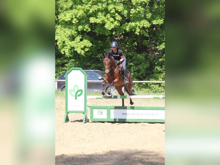 Koń hanowerski Klacz 4 lat 165 cm Gniada in Preetz