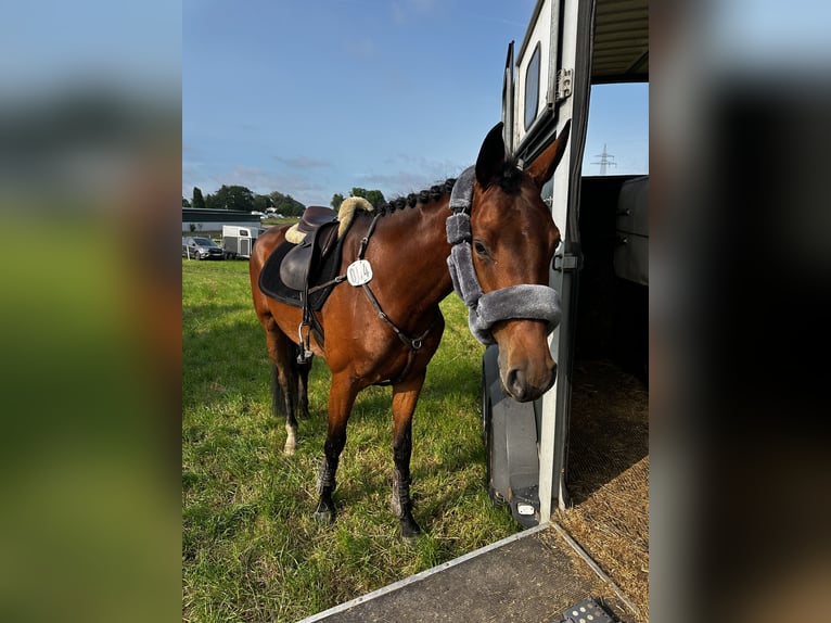 Koń hanowerski Klacz 4 lat 165 cm Gniada in Preetz